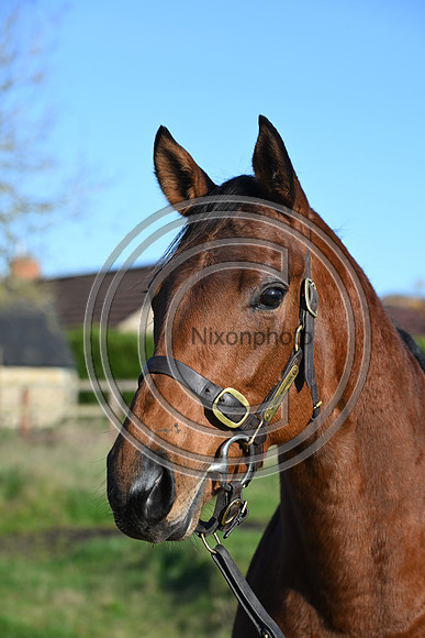 Mare_Selwood_PN80