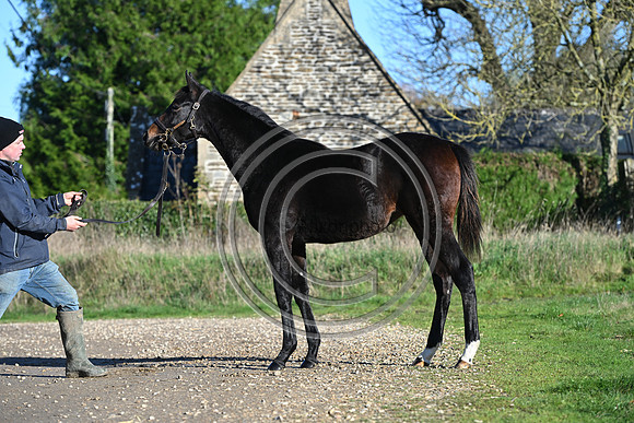 Foal_Selwood_PN74