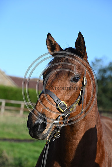 Mare_Selwood_PN78