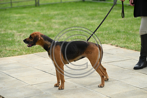 Festival of Hounds 2024