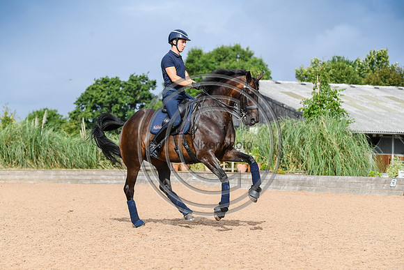 Collective Equestrian
