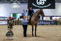European Sports Horses