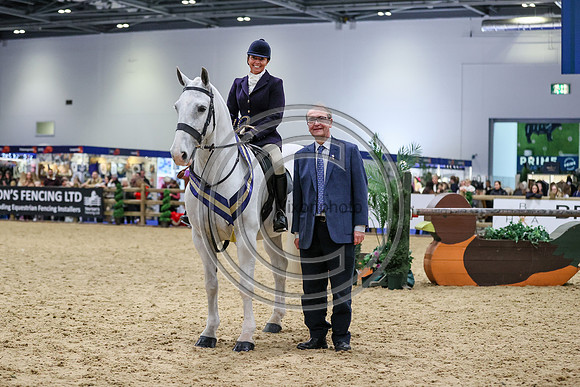 European Sports Horses