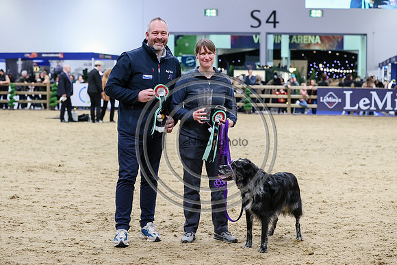 European Sports Horses