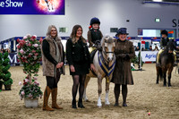 European Sports Horses