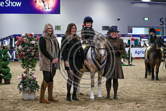 European Sports Horses