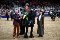 European Sports Horses
