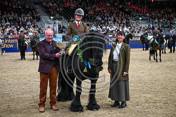 European Sports Horses