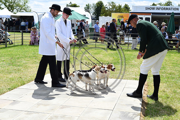 Festival of Hounds 2024