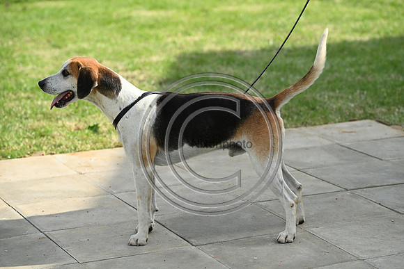 Festival of Hounds 2024