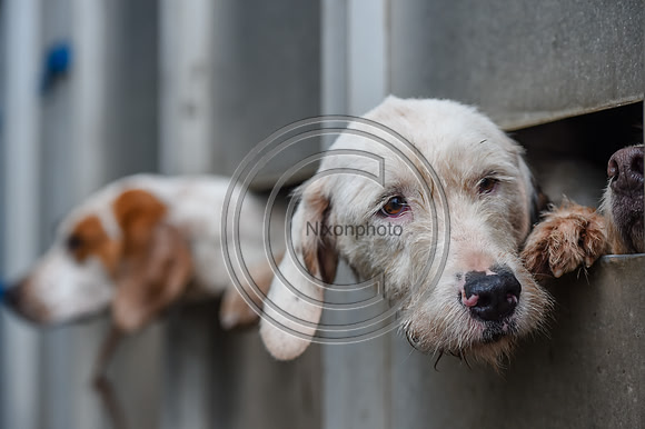 RadnorWestHereford_Hunting_PN24_13793