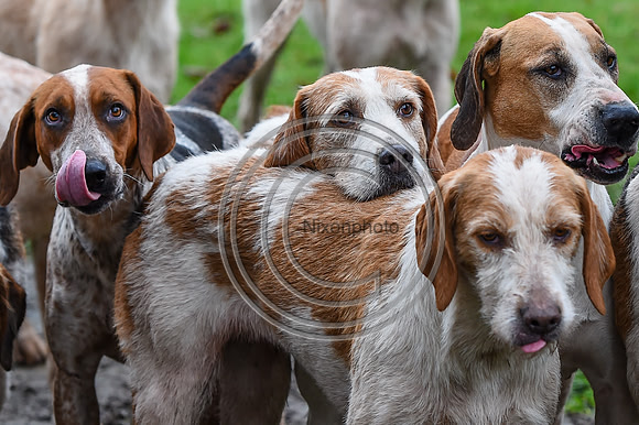 RadnorWestHereford_Hunting_PN24_13859