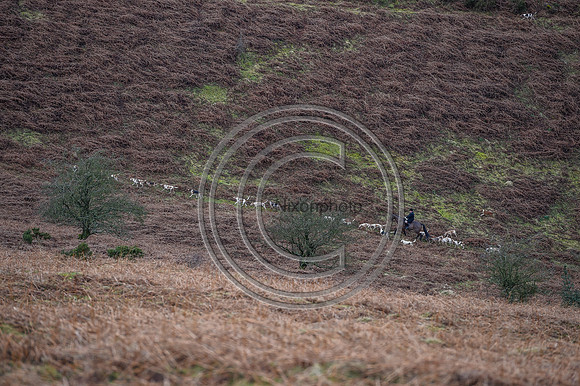 RadnorWestHereford_Hunting_PN24_13938
