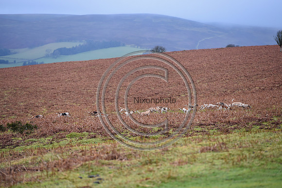 RadnorWestHereford_Hunting_PN24_13971