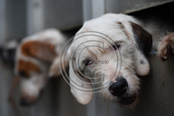RadnorWestHereford_Hunting_PN24_13792