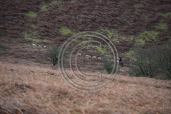 RadnorWestHereford_Hunting_PN24_13936