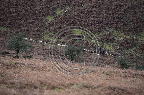 RadnorWestHereford_Hunting_PN24_13937