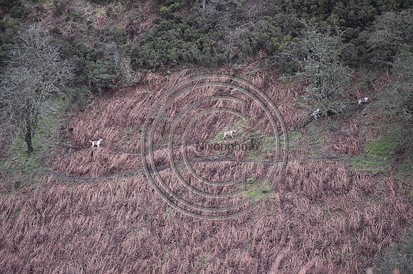 RadnorWestHereford_Hunting_PN24_13958