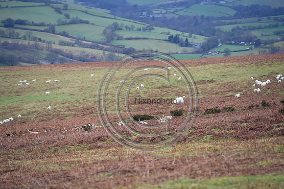 RadnorWestHereford_Hunting_PN24_13969