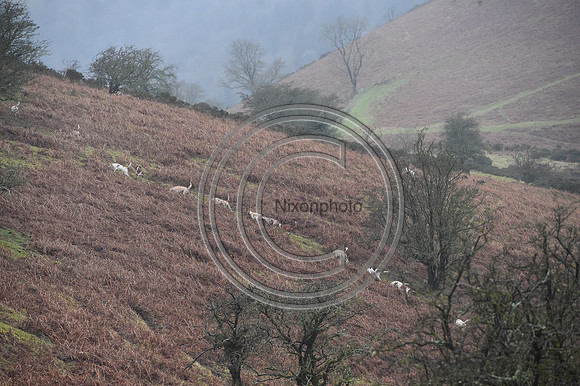 RadnorWestHereford_Hunting_PN24_13982