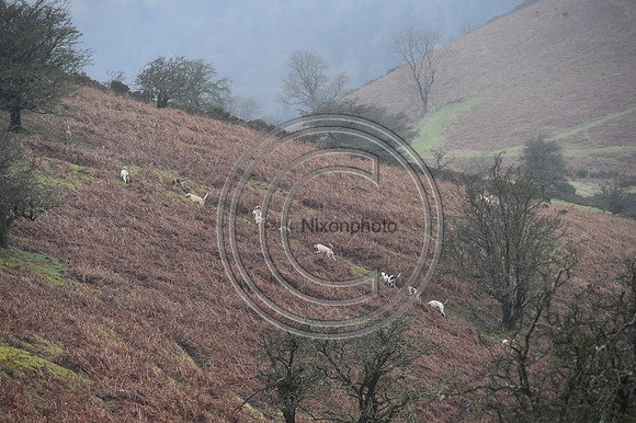 RadnorWestHereford_Hunting_PN24_13983