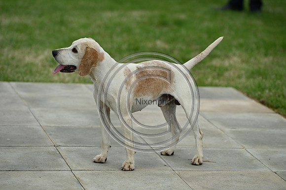 Festival of Hounds 2024