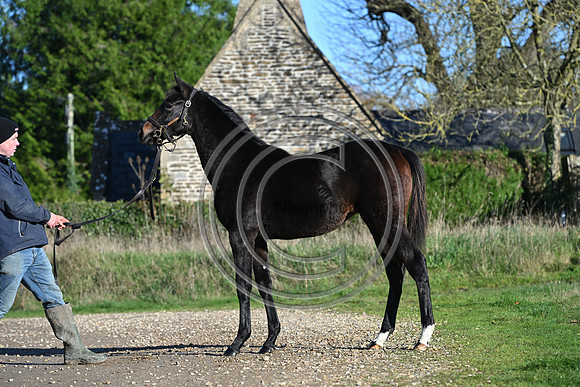 Foal_Selwood_PN78