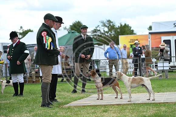Festival of Hounds 2024