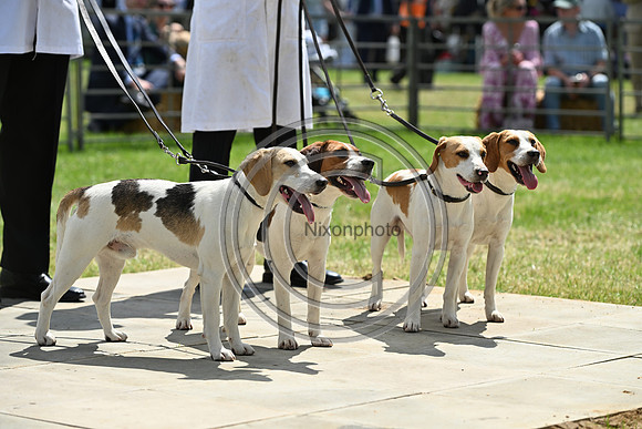 Festival of Hounds 2024