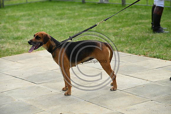 Festival of Hounds 2024