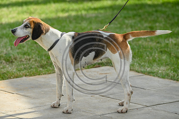 Festival of Hounds 2024