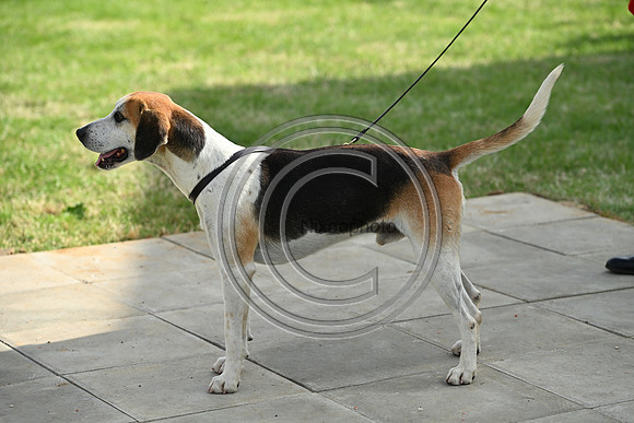 Festival of Hounds 2024