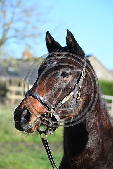 Foal_Selwood_PN94