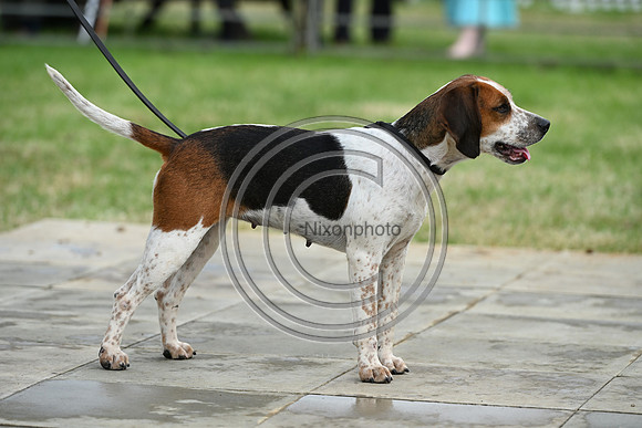Festival of Hounds 2024