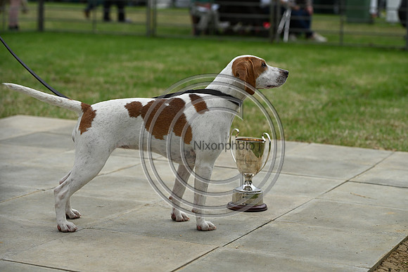 Festival of Hounds 2024