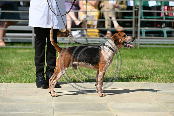 Festival of Hounds 2024