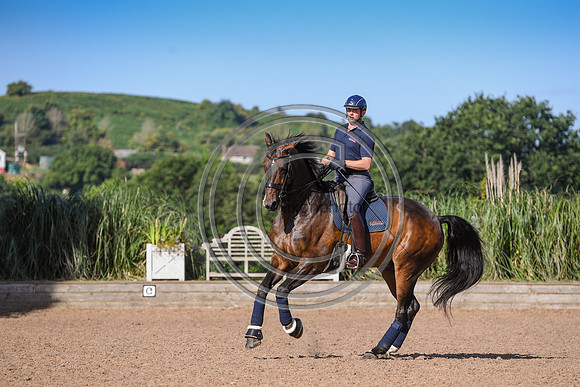 Collective Equestrian