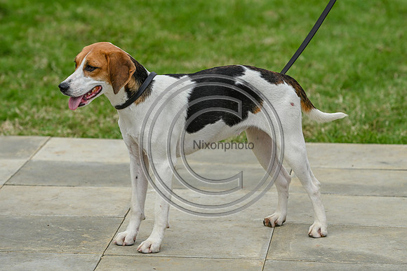 Festival of Hounds 2024