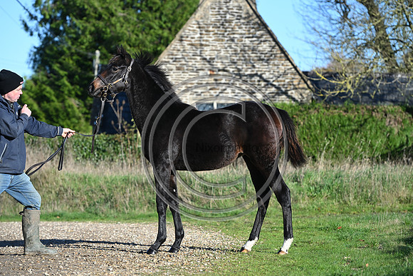 Foal_Selwood_PN68