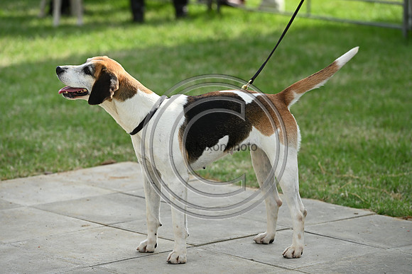 Festival of Hounds 2024
