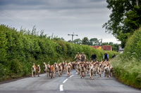 BVHound_Hunting_20PN_57896