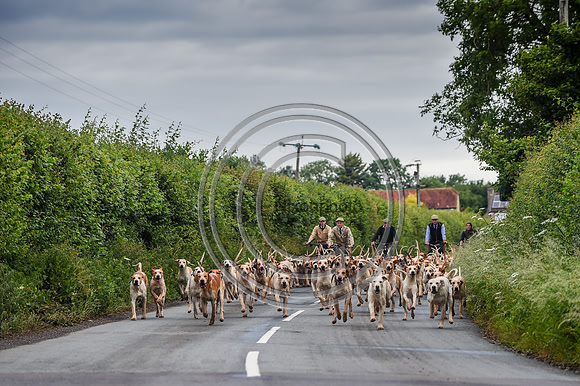BVHound_Hunting_20PN_57896