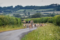 BVHound_Hunting_20PN_57922