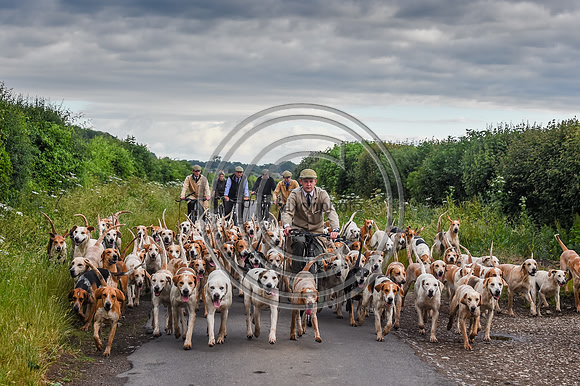 BVHound_Hunting_20PN_57966