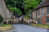 BVHound_Hunting_20PN_57972