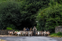 BVHound_Hunting_20PN_58002
