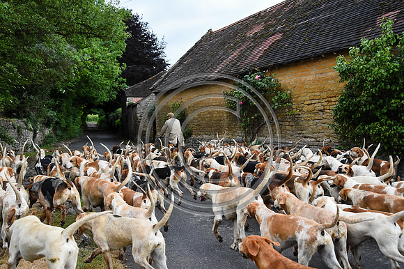 BVHound_Hunting_20PN_58044