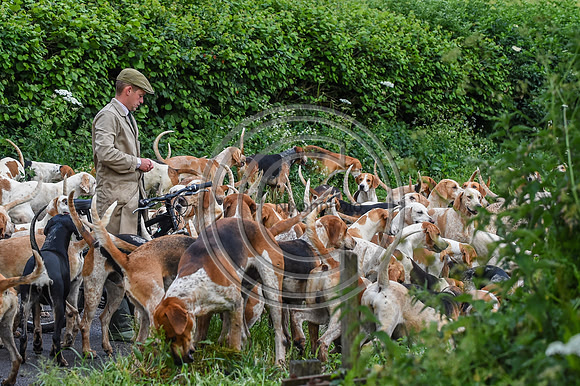 BVHound_Hunting_20PN_58062