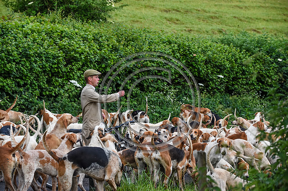 BVHound_Hunting_20PN_58068