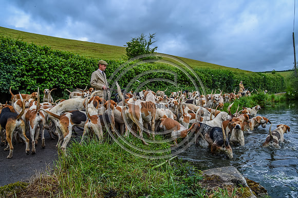 BVHound_Hunting_20PN_58085